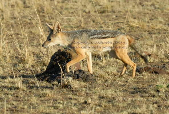 walking black-backed jackal