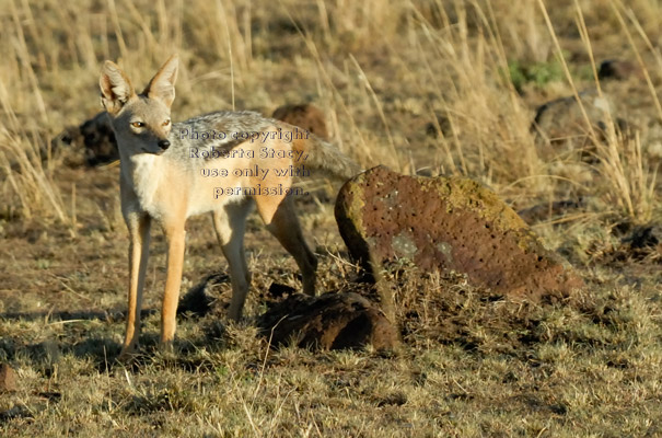 black-backed jackal