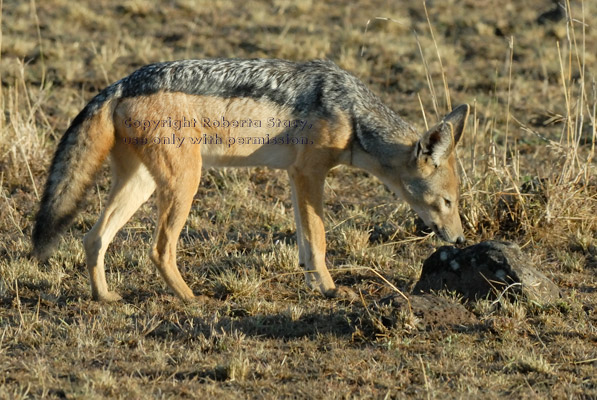 black-backed jackal