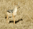 black-backed jackal