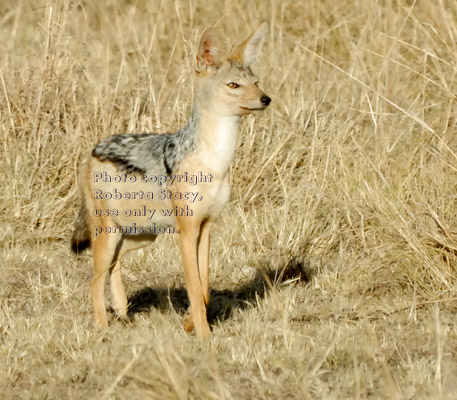 black-backed jackal