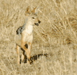 black-backed jackal