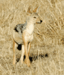 black-backed jackal