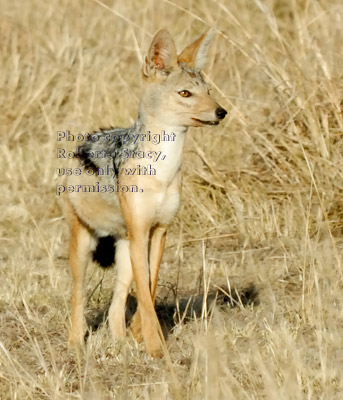 black-backed jackal