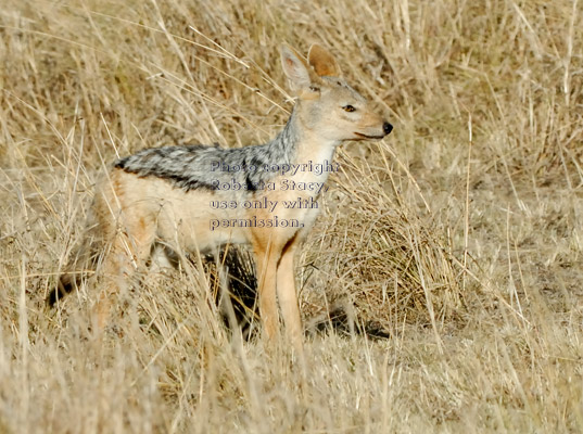 black-backed jackal standing still