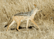 black-backed jackal walking