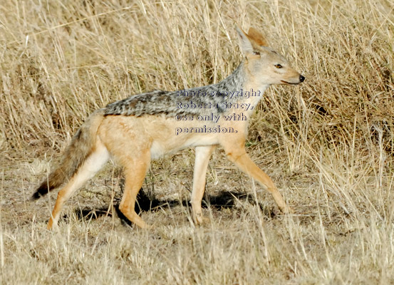 black-backed jackal walking