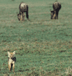 golden jackal (common jackal)