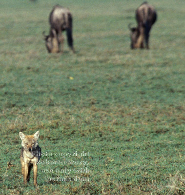 golden jackal (common jackal)