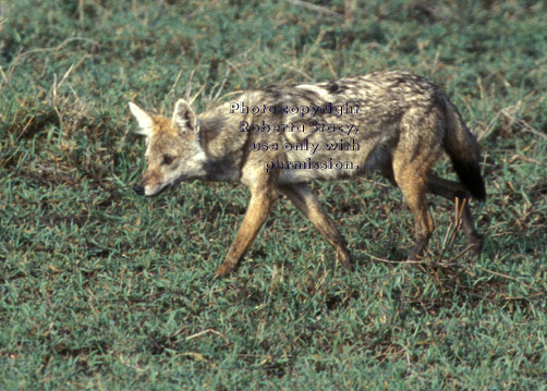 golden jackal (common jackal) Tanzania (East Africa)