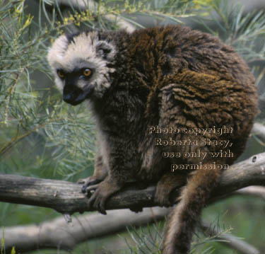 white-fronted brown lemur