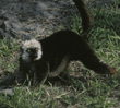 white-fronted brown lemur