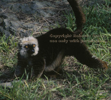 white-fronted brown lemur