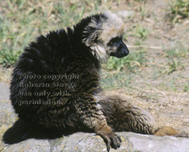 white-fronted brown lemur