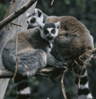 ring-tailed lemurs