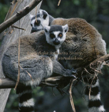 ring-tailed lemurs