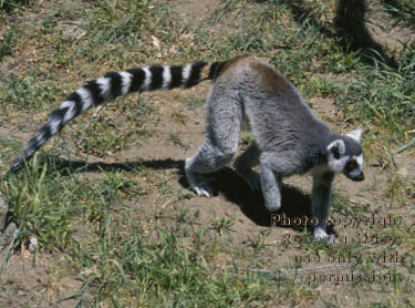 ring-tailed lemur