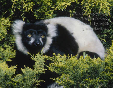 black-and-white ruffed lemur