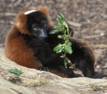 red ruffed lemur