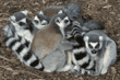 ring-tailed lemurs