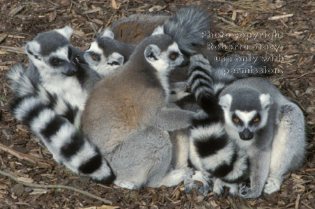 ring-tailed lemurs