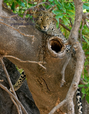 leopard in tree