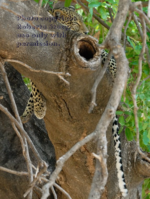 sleeping leopard in tree