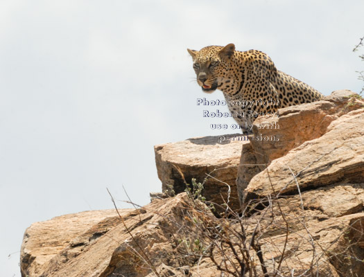 leopard on boulder