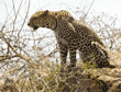 leopard sitting on boulder