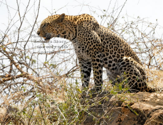 leopard sitting on boulder