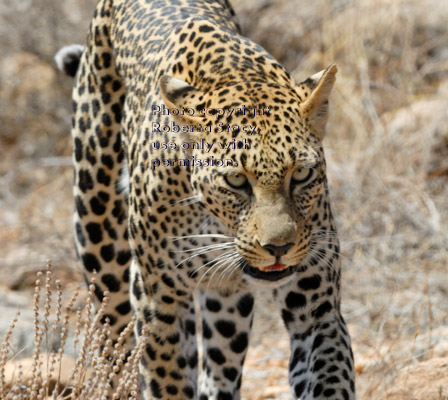 leopard walking toward photographer