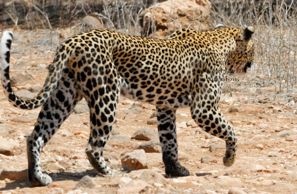 leopard walking away from photographer