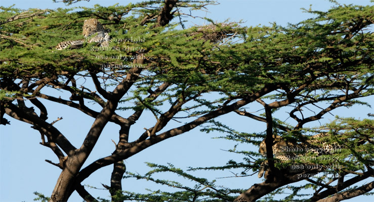 two leopards resting in tree