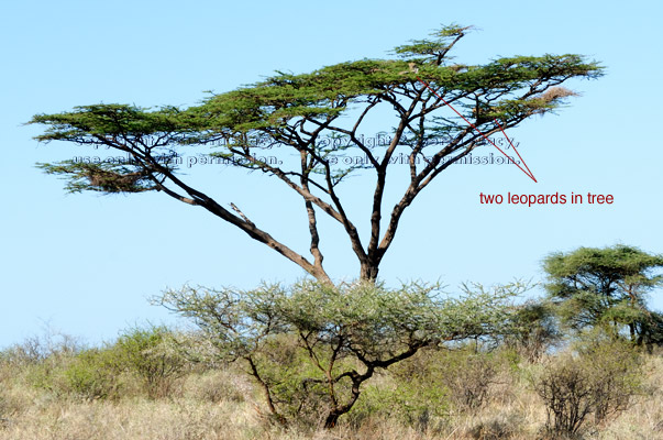 two leopards in tree