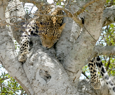 leopard sleeping in tree