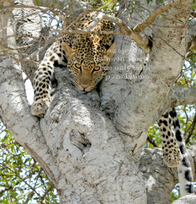 leopard in tree, with eyes open