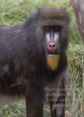 mandrill