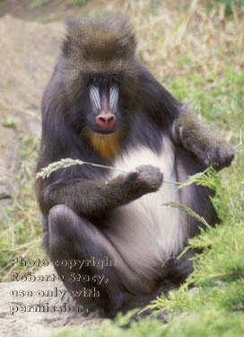 mandrill