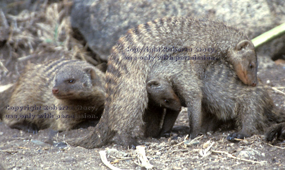 banded mongooses Tanzania (East Africa)