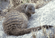 banded mongoose Tanzania (East Africa)