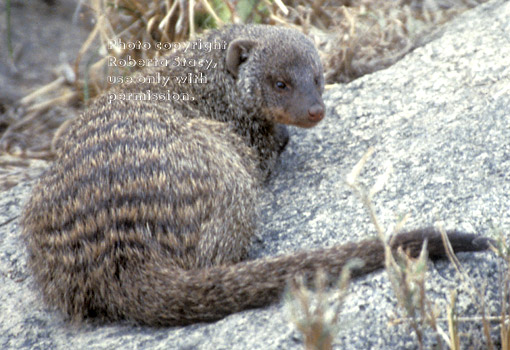 banded mongoose Tanzania (East Africa)