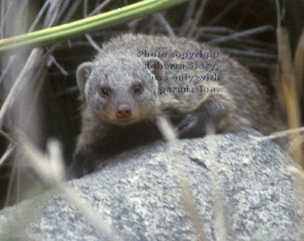 banded mongoose Tanzania (East Africa)