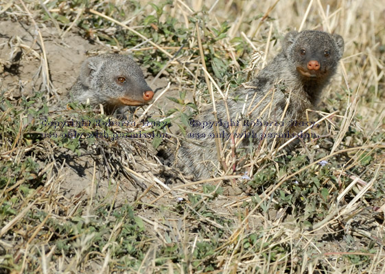 two banded mongooses