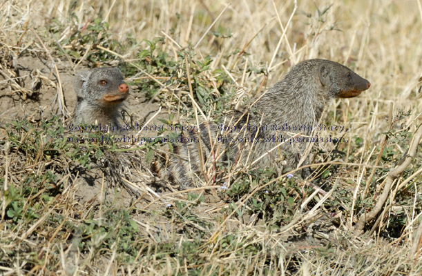 two banded mongooses