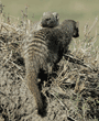 pair of banded mongooses