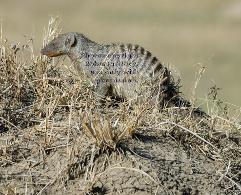 banded mongoose