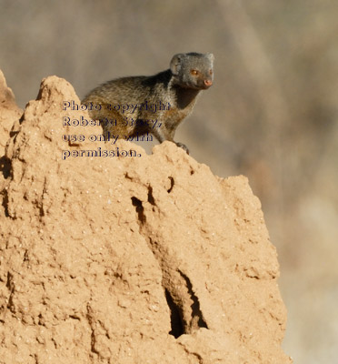 dwarf mongoose on termite mound