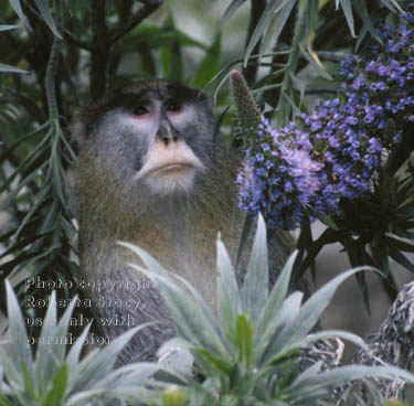 patas monkey