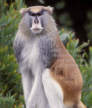 patas monkey