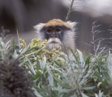 patas monkey